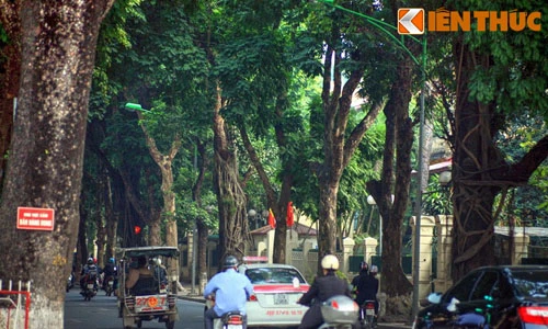 Soi “phố cổ thụ” đẹp nhất Thủ đô may mắn thoát án tử