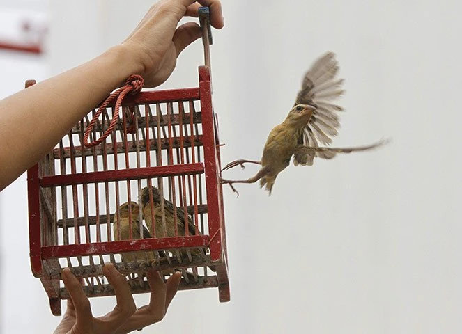 8 sai lầm cần tránh khi phóng sinh mùa Vu Lan