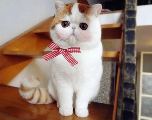 Chú mèo mặt ngắn, mắt "nai tơ" gây sốt mạng