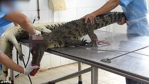 Cảnh tượng lột da cá sấu sống gây tranh cãi ở Việt Nam