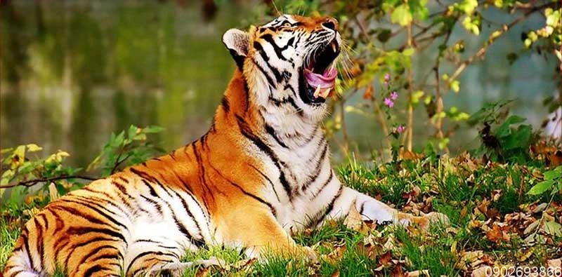 4 tuổi trời sinh may mắn, có số đại gia, sung sướng tới già 