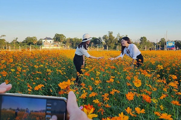 Mê mẩn cánh đồng hoa sao nhái thu hút bạn trẻ đến chụp hình