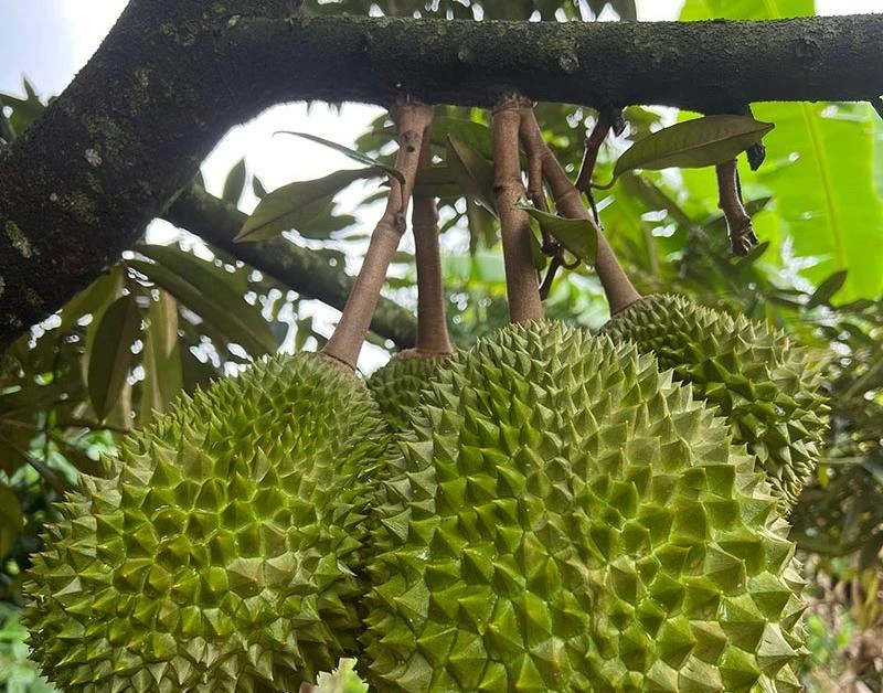 Khu vườn sầu riêng Musang King sai trĩu cành, chờ chín rụng bán 3 triệu/quả