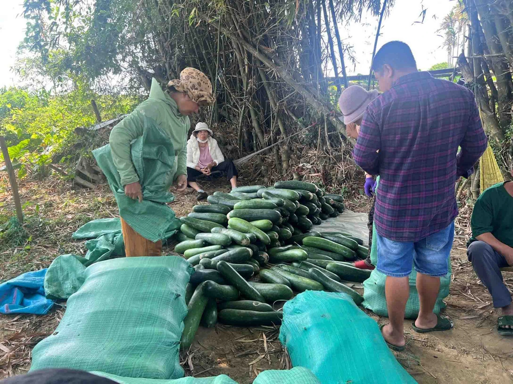 Nông dân Quảng Nam lao đao với bí đao
