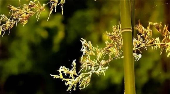 Người xưa dặn, tre trúc trước nhà nở hoa là tai ương sắp tới