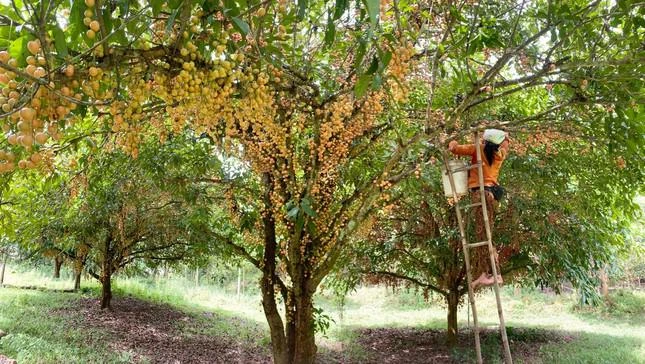Mùa dâu da chi chít từ gốc đến ngọn, nông dân thu tiền triệu