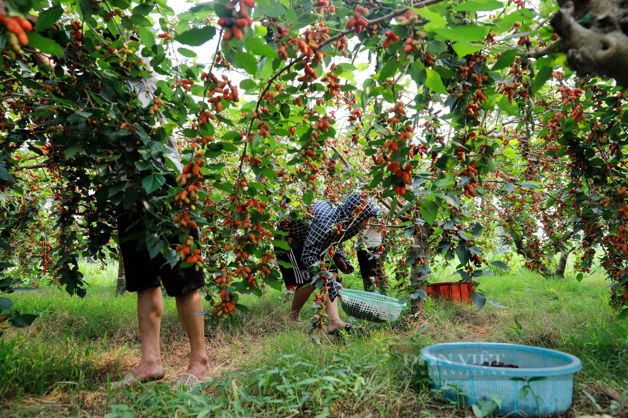 Dâu tằm chín trĩu cành, nông dân hối hả thu hoạch