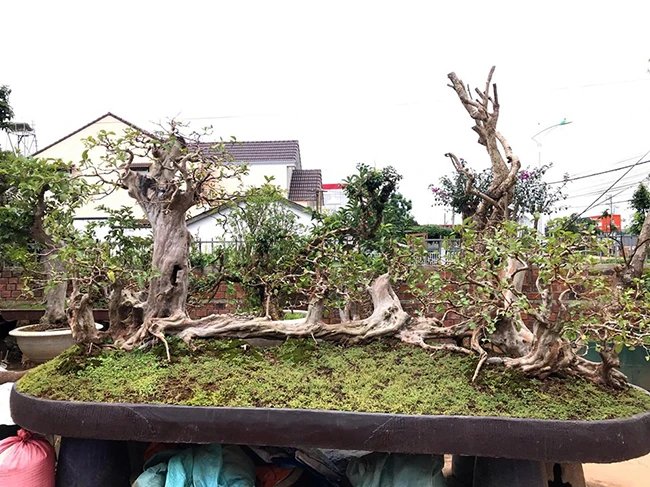 Người đàn ông phù phép cây mọc trong rừng thành tác phẩm bạc tỷ