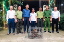 Người dân ở Hà Tĩnh giao nộp cá thể khỉ đuôi lợn quý hiếm