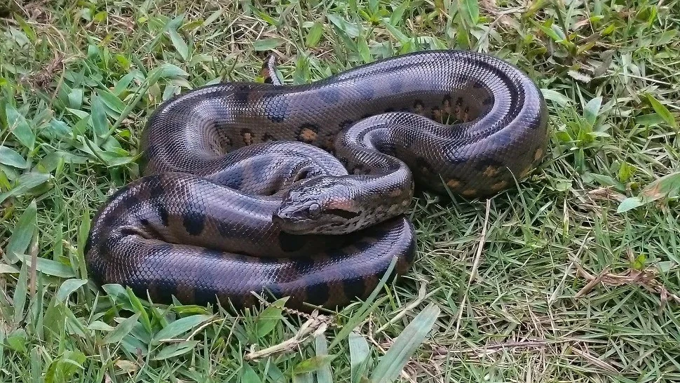 Trăn Anaconda giữ nguyên kích thước khổng lồ suốt 12 triệu năm
