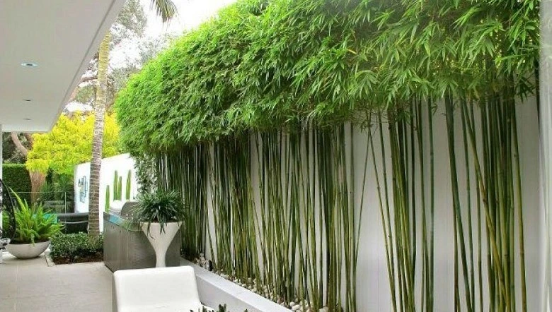 Cảnh báo trồng sai cây khiến rắn kéo vào nhà rình rập
