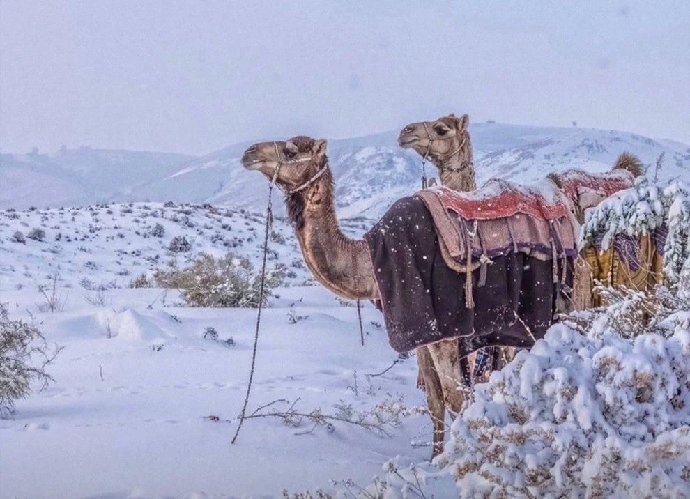 Lần đầu tiên sau 30 năm tuyết phủ trắng sa mạc Arab Saudi