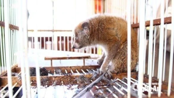Phát hiện loài cu li quý hiếm trong Sách đỏ tại Nghệ An