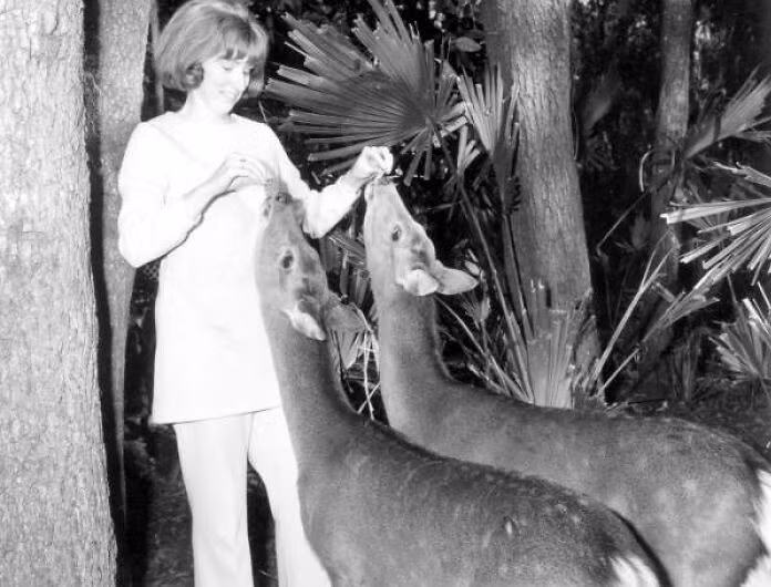 Người phụ nữ cho hươu ăn tại Vườn Masterpiece, Lake Wales, Florida, năm 1971.