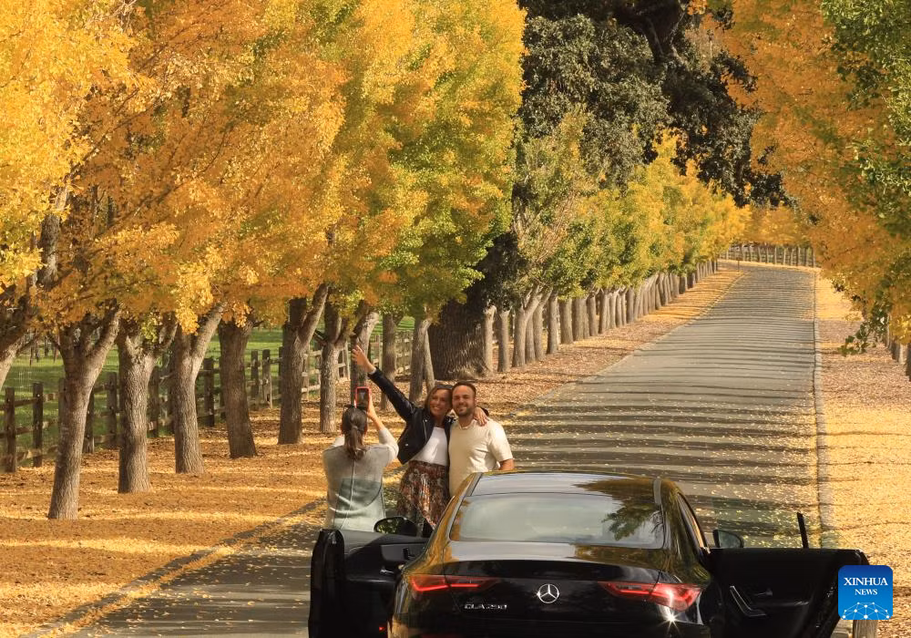 Khách du lịch tạo dáng chụp ảnh dưới hàng cây bạch quả vàng rực ở thung lũng Napa ngày 4/11/2025.