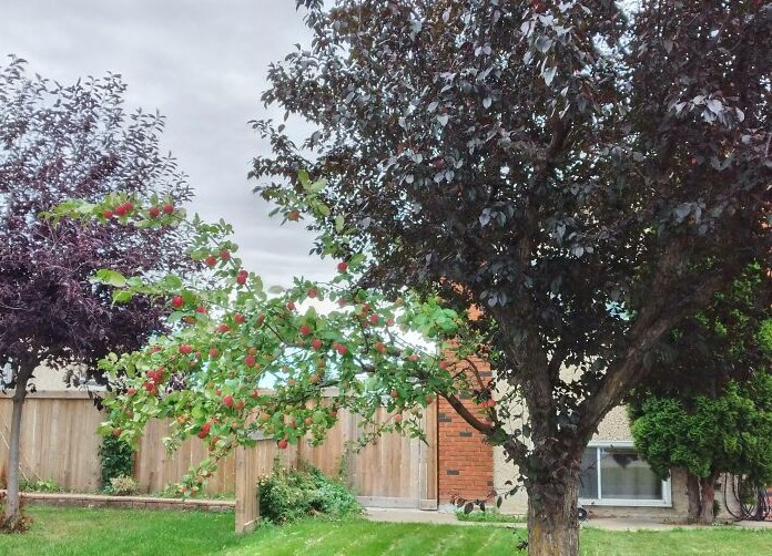 "Cây này trong khu phố của tôi có 1 nhánh của cây táo", người đăng bức ảnh đặc biệt này viết.