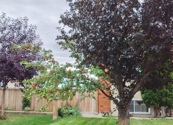 "Cây này trong khu phố của tôi có 1 nhánh của cây táo", người đăng bức ảnh đặc biệt này viết.