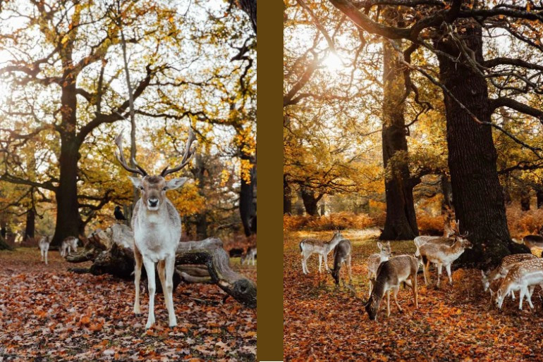 Công viên Richmond vào mùa thu.