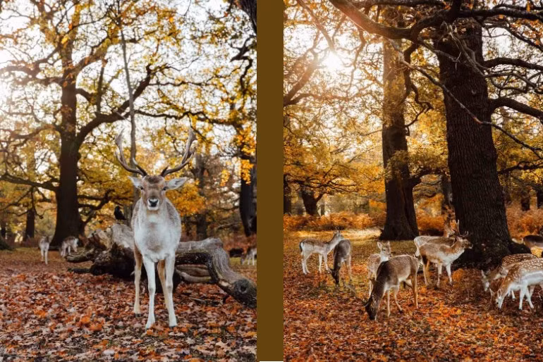 Công viên Richmond vào mùa thu.