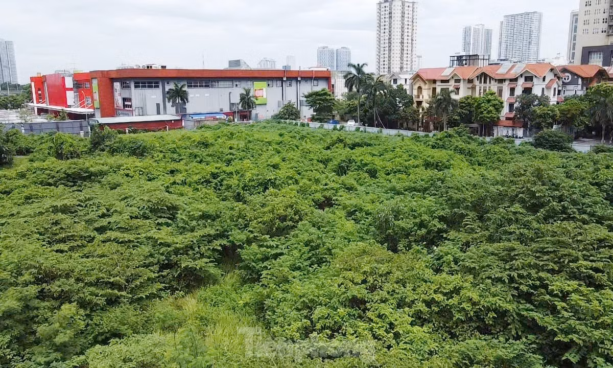 Theo giới thiệu, Tháp tài chính quốc tế là một tòa nhà văn phòng hạng A, được xây dựng theo tiêu chuẩn quốc tế, thiết kế hiện đại với các khu công năng chính là văn phòng cao cấp, trung tâm thương mại. Thế nhưng, sau 20 năm dự án vẫn "án binh bất động", khu đất thực hiện dự án như "hoá rừng", cỏ dại mọc um tùm.