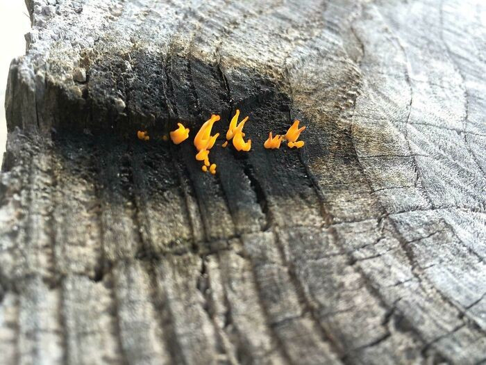 Cây nấm có hình dạng giống ngọn lửa một cách hoàn hảo.