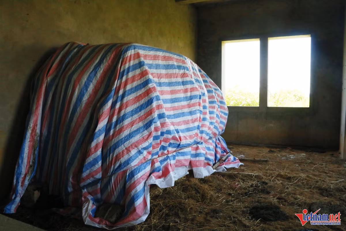 “Tỉnh đã giao cho các sở ngành trực tiếp liên hệ với chủ đầu tư nhưng hiện nay không tìm được chủ đầu tư nên việc thanh kiểm tra, ra quyết định trực tiếp cho chủ đầu tư để thực hiện các bước thu hồi rất khó khăn. UBND tỉnh cũng đã có báo cáo các bộ ngành xin ý kiến nhưng đến nay chưa có trả lời”, ông Sơn thông tin.