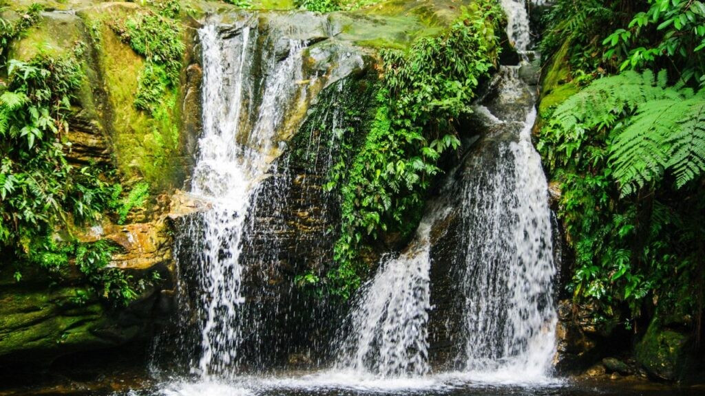 Colombia là một trong những quốc gia có đa dạng sinh học nhất hành tinh với hệ động thực vật vô cùng phong phú.