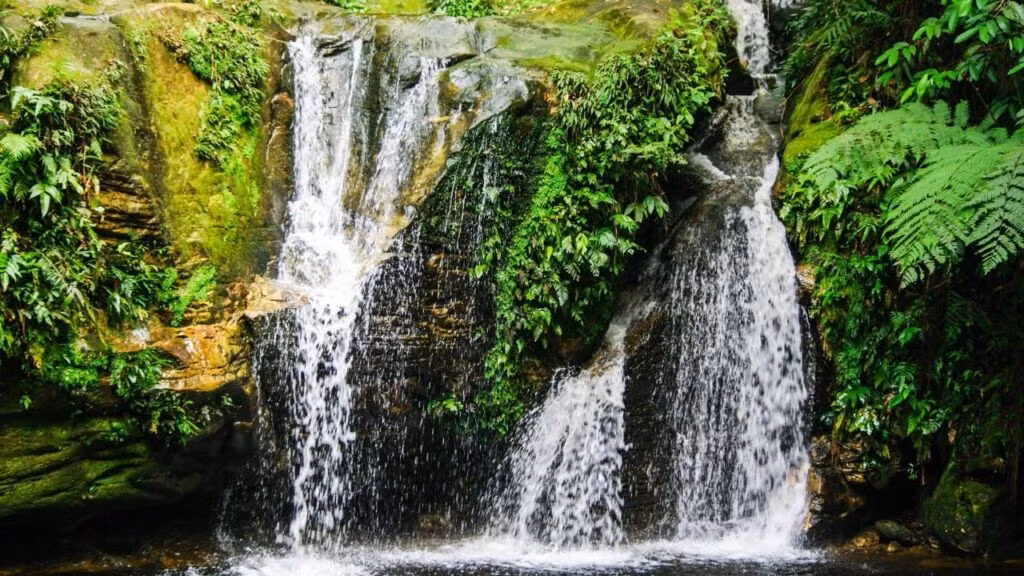 Colombia là một trong những quốc gia có đa dạng sinh học nhất hành tinh với hệ động thực vật vô cùng phong phú.
