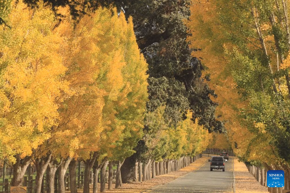 Con đường rực rỡ sắc thu ở thung lũng Napa.