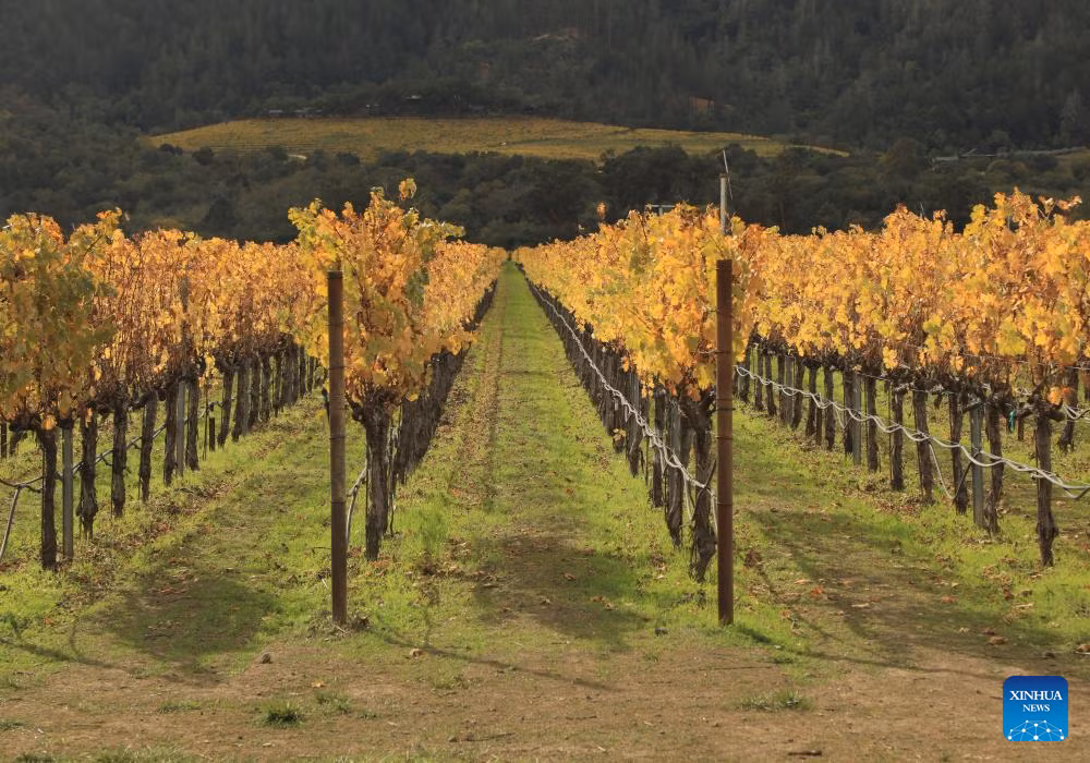 Đến đây, du khách có thể tham gia vào các hoạt động như nếm thử rượu, khám phá quy trình sản xuất, hoặc thậm chí là ngắm cảnh thung lũng từ khinh khí cầu.