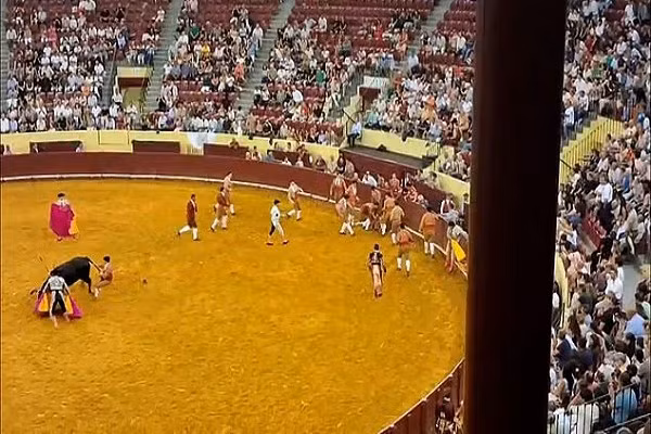 Đấu bò có lịch sử lâu đời ở Bồ Đào Nha và có nguồn gốc từ cuối thế kỷ 16 khi đấu trường đầu tiên được xây dựng ở Lisbon. Được biết, cha của Trindade cũng là một đấu sĩ bò tót và anh đã quyết định nối nghiệp cha mình.