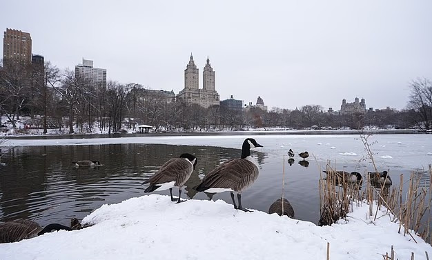 Dự báo, thành phố New York sẽ có lượng tuyết rơi từ 5 đến 6 cm ở khắp 5 quận. Ảnh chụp bên trong Công viên Trung tâm ngày 12/2/2025. Ảnh: Anadolu.