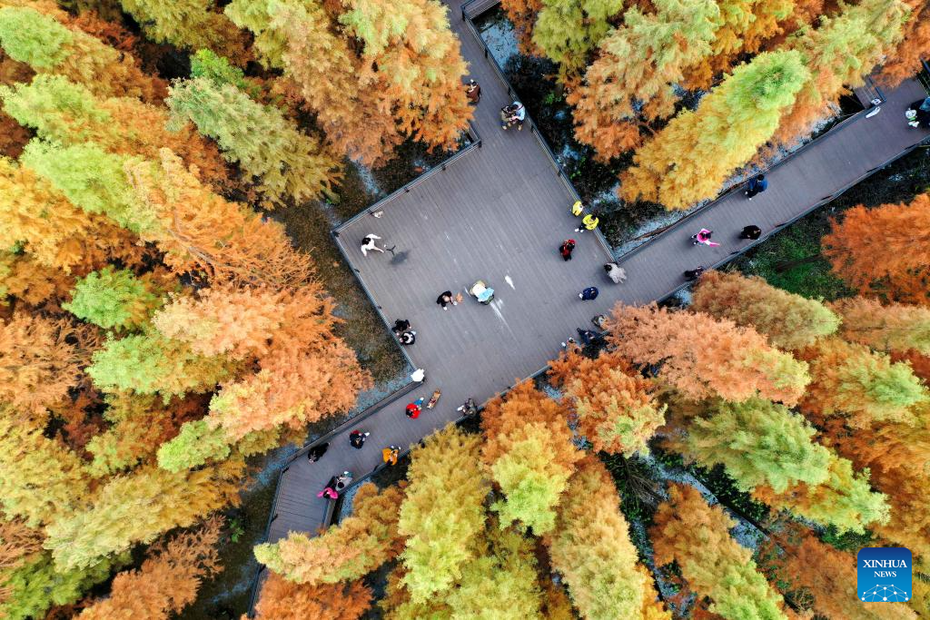 Bức ảnh chụp từ máy bay không người lái cho thấy mọi người vui chơi trong công viên với rừng cây đầy màu sắc vào mùa đông tại quận Bạc Châu, thành phố Tuân Nghĩa, tỉnh Quý Châu, tây nam Trung Quốc.