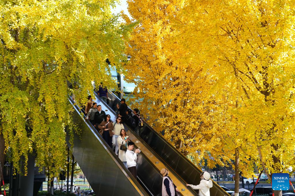 Mọi người đi thang cuốn giữa những tán lá cây bạch quả ở thành phố Hàng Châu, tỉnh Chiết Giang, miền Đông Trung Quốc, ngày 30/11/2025.
