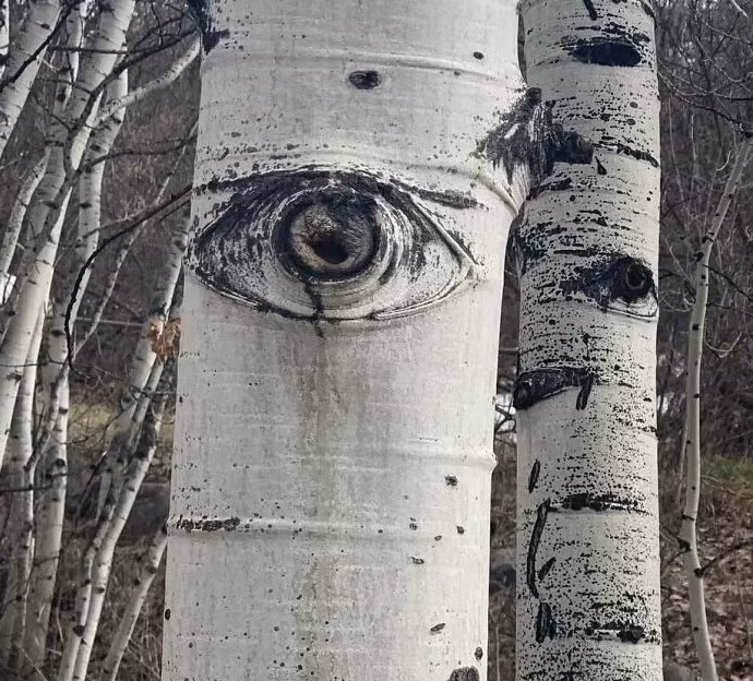 Bức ảnh chụp những cái cây "đặc biệt" tại Aspen, Colorado, Mỹ.