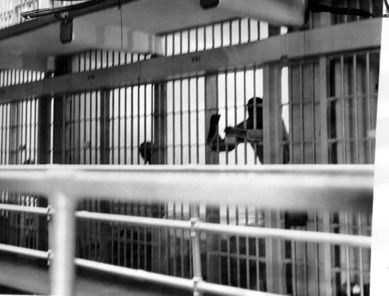 Một tù nhân trong phòng giam ở Alcatraz năm 1954. Ảnh: Thư viện Công cộng San Francisco.