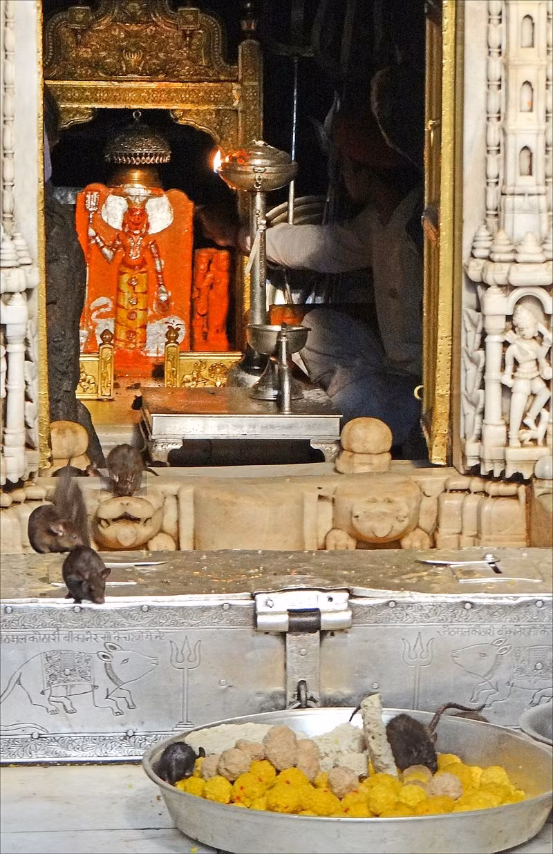 Đền Karni Mata ở Rajasthan, Ấn Độ, là nơi sinh sống của khoảng 25.000 con chuột. Ngôi đền này còn được biết đến là đền thờ Chuột. Ảnh: Wikipedia.