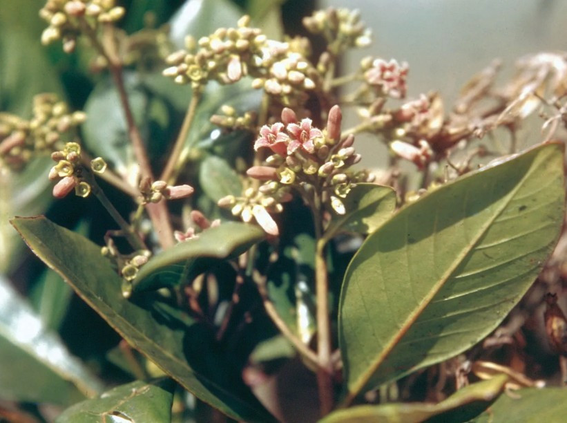 Theo andeanahats, cây quốc gia của Peru là cây Cinchona. Có ít nhất 6 loài Cinchona ở Peru. Ảnh: britannica.