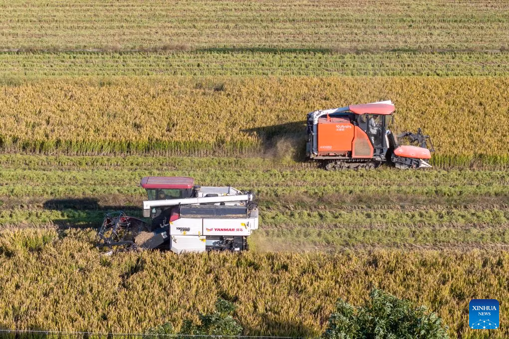 Cảnh thu hoạch lúa trên cánh đồng ở Dư Diêu, tỉnh Chiết Giang, miền Đông Trung Quốc.