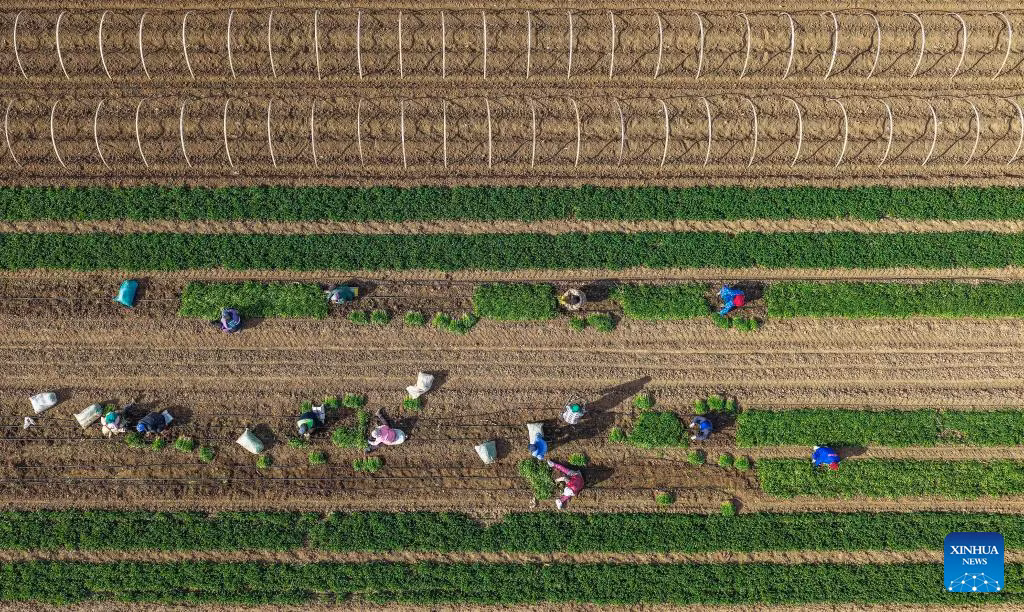 Bức ảnh chụp bằng máy bay không người lái ngày 18/11/2025 ghi lại cảnh người nông dân đang thu hoạch rau mùi ở Yutian, Đường Sơn, tỉnh Hà Bắc, miền Bắc Trung Quốc. (Nguồn ảnh: Xinhua News)