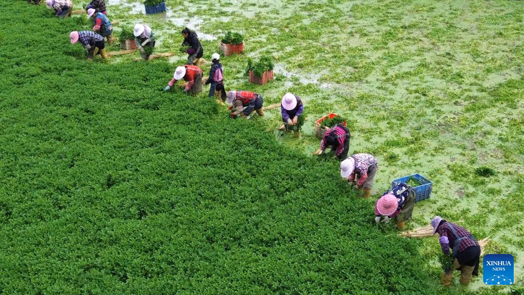 Một bức ảnh chụp bằng máy bay không người lái vào ngày 19/11/2025 cho thấy cảnh những người nông dân đang thu hoạch rau ở Hạ Châu, Khu tự trị dân tộc Choang Quảng Tây, miền nam Trung Quốc.