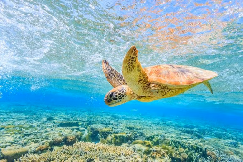 Rạn san hô Great Barrier là niềm tự hào của đất nước Australia, có thể nhìn thấy được từ không gian. Đây là hệ sinh thái rạn san hô lớn nhất thế giới và là cấu trúc sống lớn nhất trên Trái Đất, được UNESCO công nhận là Di sản Thế giới vào năm 1981. Ảnh: TN.