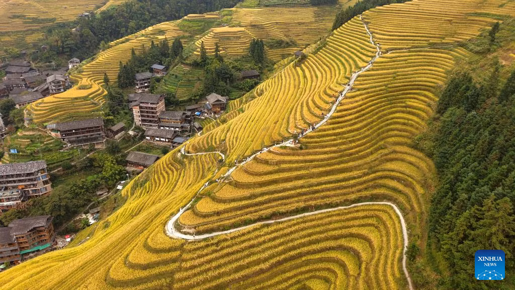 Du khách đang thưởng ngoạn cảnh quan ruộng bậc thang Long Tích ở huyện Long Thắng, Khu tự trị dân tộc Choang Quảng Tây, miền nam Trung Quốc.