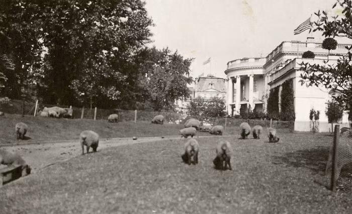 Đàn cừu của Tổng thống Thomas Woodrow Wilson ở khuôn viên Nhà Trắng năm 1919.