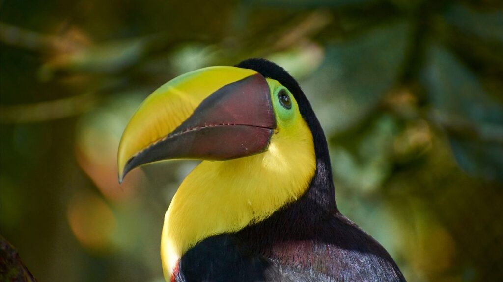 Colombia là một trong những quốc gia có nhiều loài chim nhất trên thế giới, với hơn 1.910 loài khác nhau.