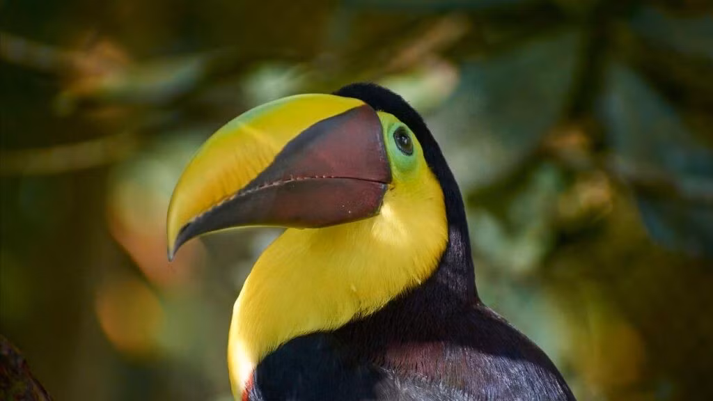 Colombia là một trong những quốc gia có nhiều loài chim nhất trên thế giới, với hơn 1.910 loài khác nhau.