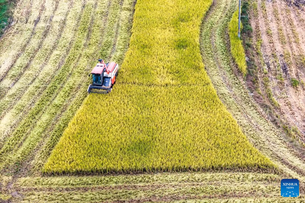 Máy gặt làm việc trên cánh đồng ở Song Phong, thành phố Lâu Để, tỉnh Hồ Nam, ngày 15/10.