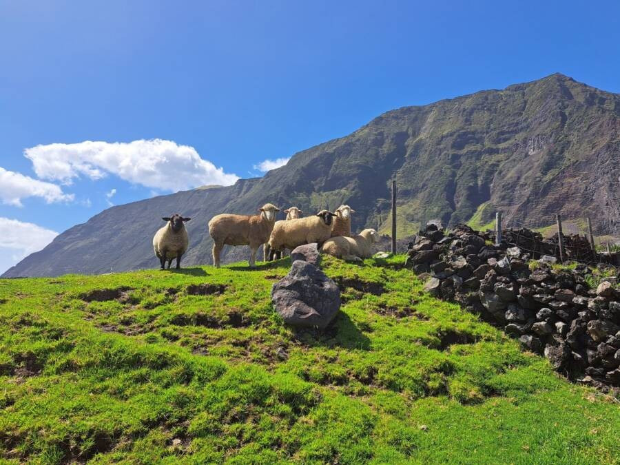 Những chú cừu trên cánh đồng gần Edinburgh of the Seven Seas. Buôn bán len là một ngành kinh tế chính khác của người dân ở khu định cư này.