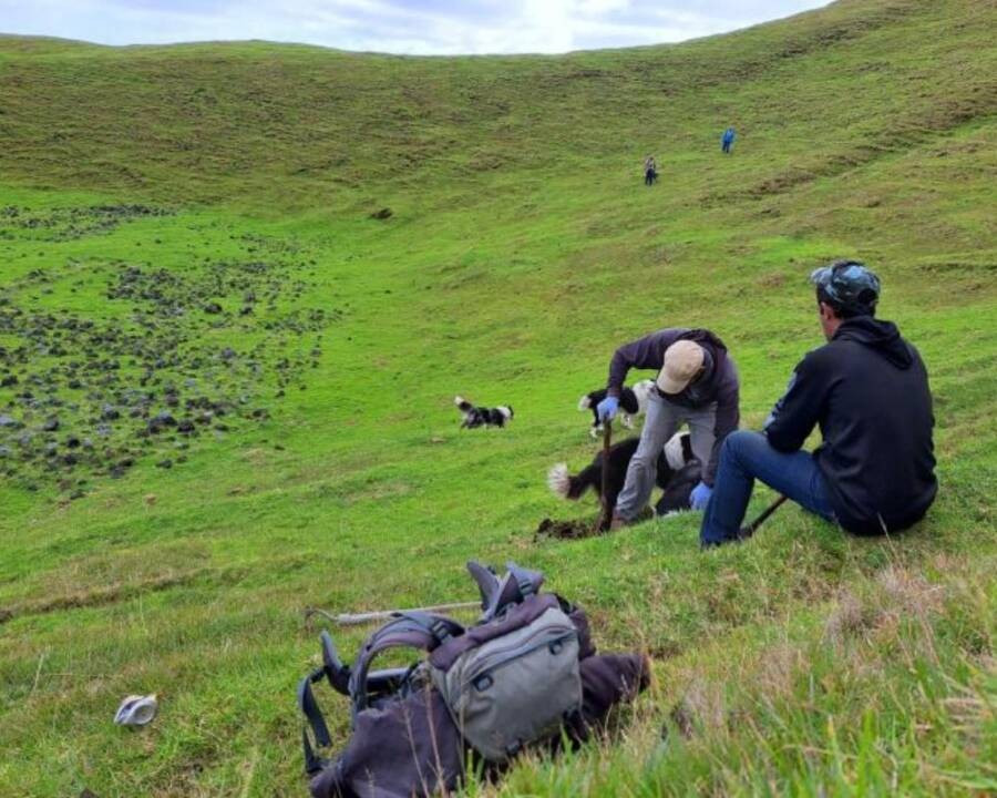 Hàng năm, cư dân của Edinburgh of the Seven Seas tập trung vào một ngày để cùng nhau tiêu diệt loài chuột "xâm lược" nơi định cư của họ.