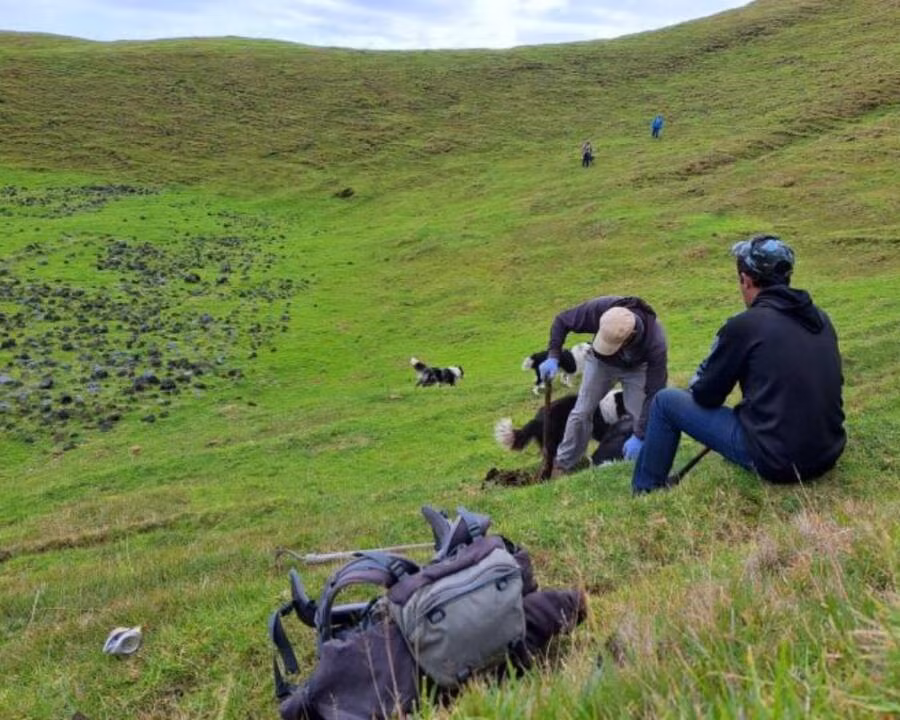 Hàng năm, cư dân của Edinburgh of the Seven Seas tập trung vào một ngày để cùng nhau tiêu diệt loài chuột "xâm lược" nơi định cư của họ.